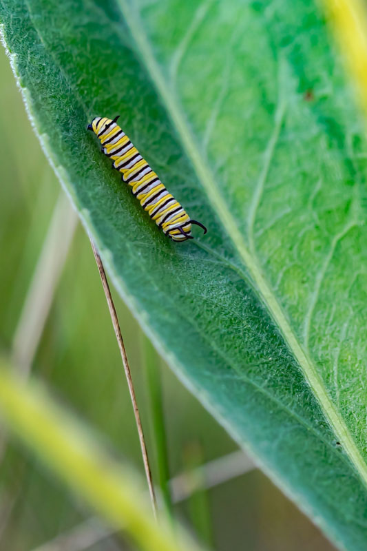 Monarch caterpillar on a milkweed leaf