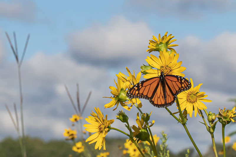Monarch butterfly nectaring on yellow prairie flowers beneath a blue sky