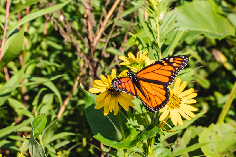 Monarch butterfly nectaring on yellow flowers
