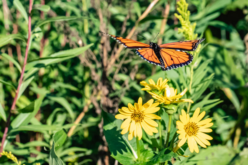 Butterflies