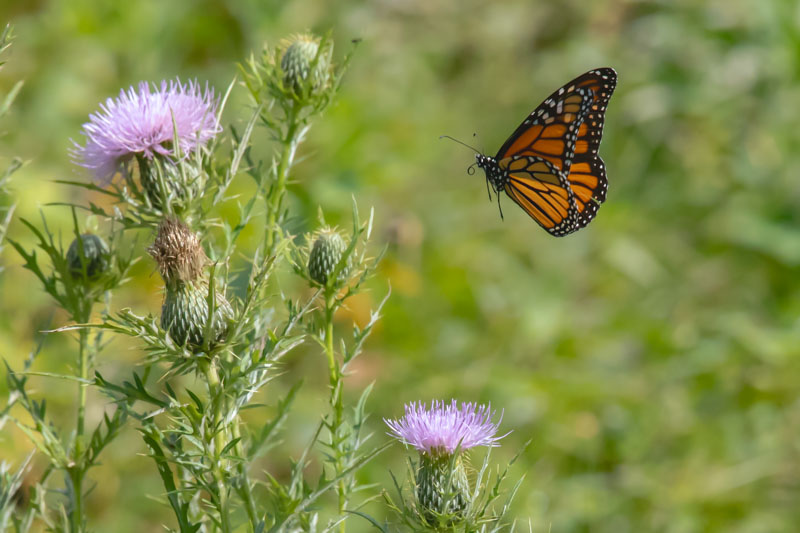 Monarch butterfly flying near purple thistle flowers