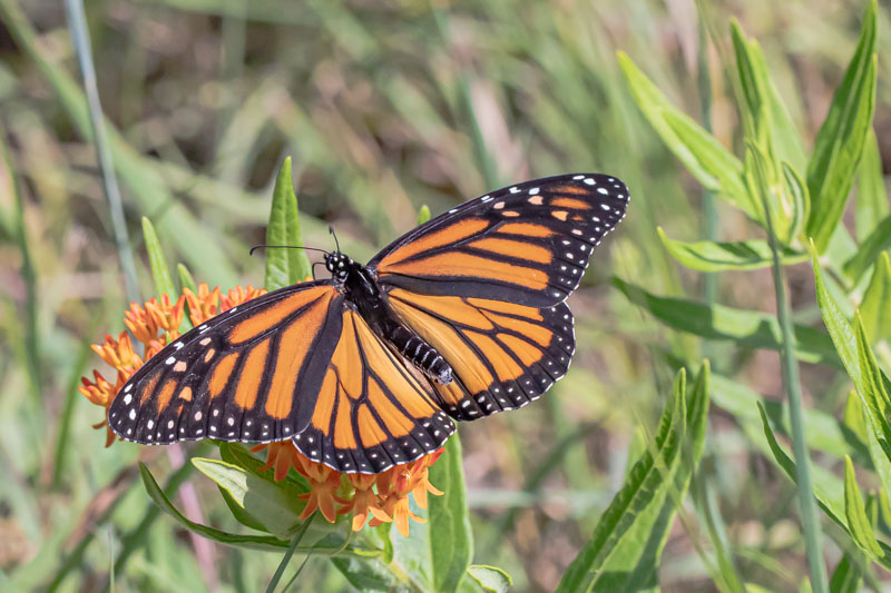 Monarch butterfly with open wings on Butterfly Milkweed