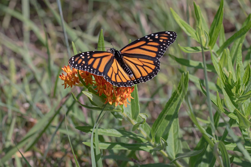 Monarch butterfly nectaring on Butterfly Milkweed in prairie vegetation