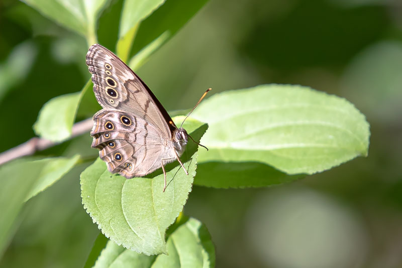 Pearly-eye butterfly resting on green leaves with underside eyespots visible