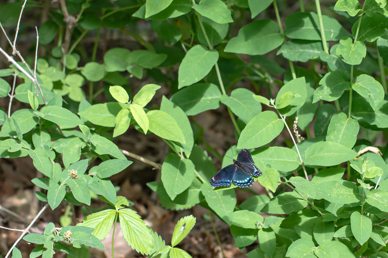 Red-spotted Purple butterfly placeholder image