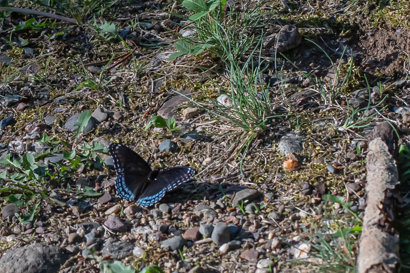Red-spotted Purple butterfly resting open-winged on a gravelly path with blue markings visible