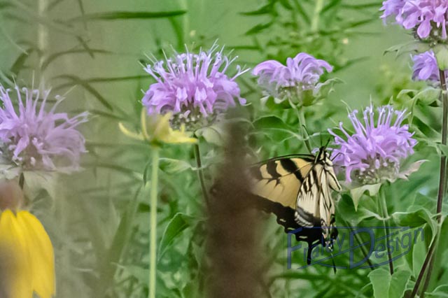 Yellow Swallowtail butterfly placeholder image