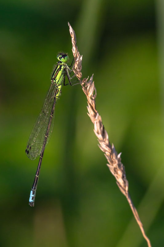 Eastern Forktail Damselfly