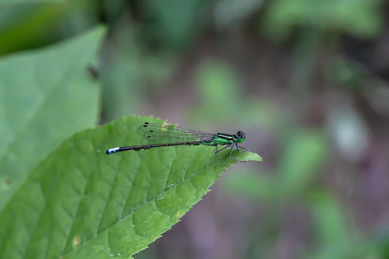 Likely female Eastern Forktail damselfly perched on the edge of a green leaf