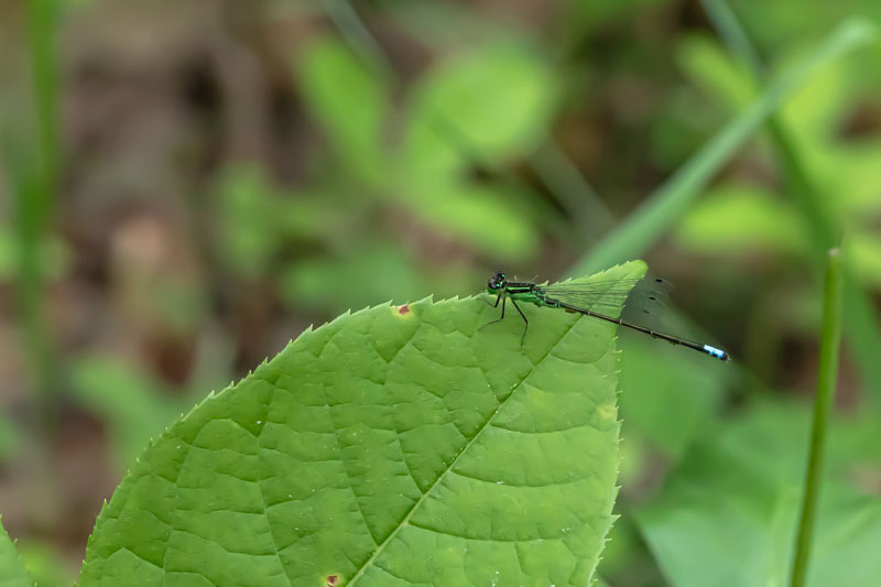 Likely female Eastern Forktail damselfly perched on a green leaf