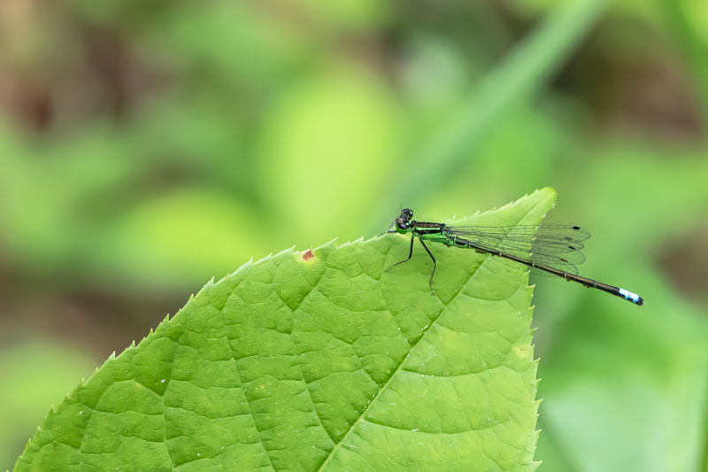 Likely female Eastern Forktail damselfly side view on a broad green leaf