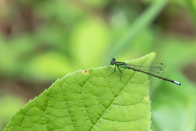 Likely female Eastern Forktail damselfly perched on a green leaf with a blue terminal abdominal segment