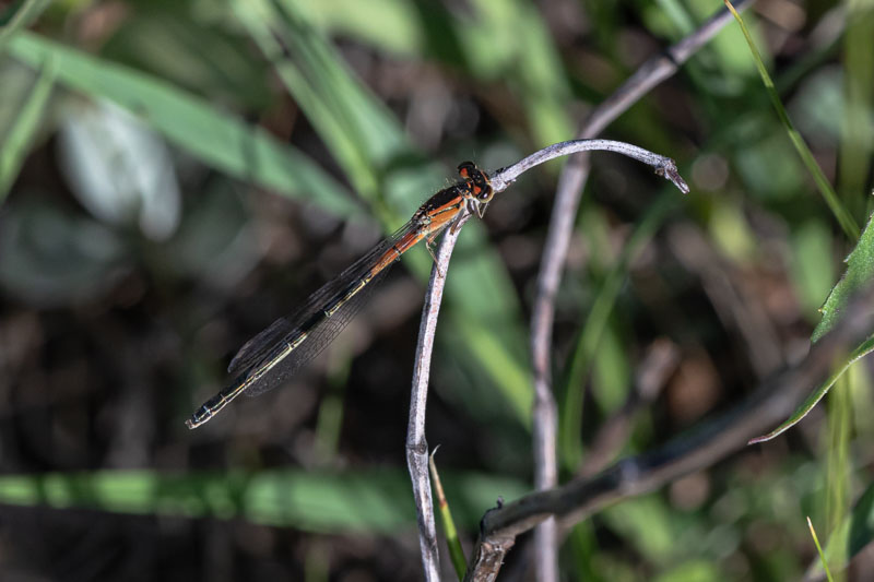 Orange immature female Eastern Forktail damselfly perched on a dry twig