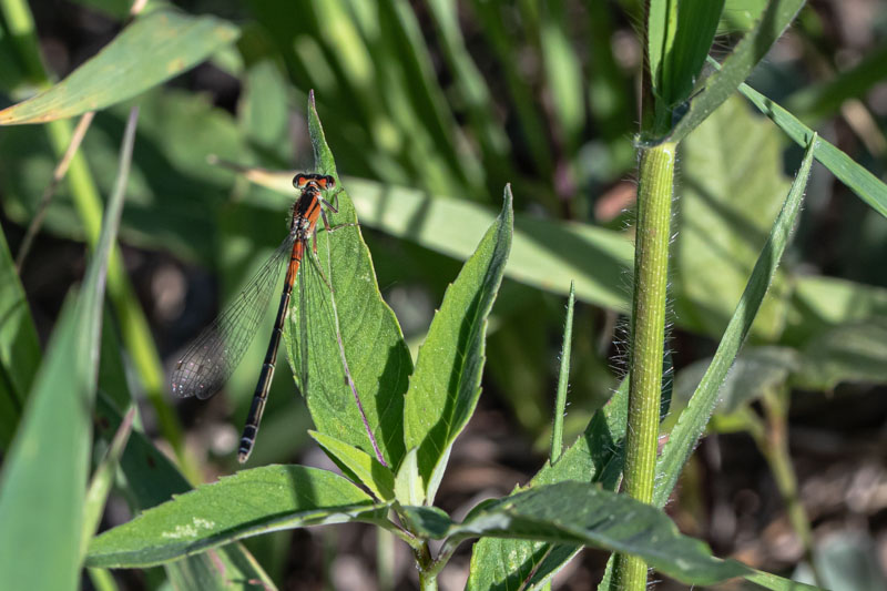Orange immature female Eastern Forktail damselfly perched among green leaves