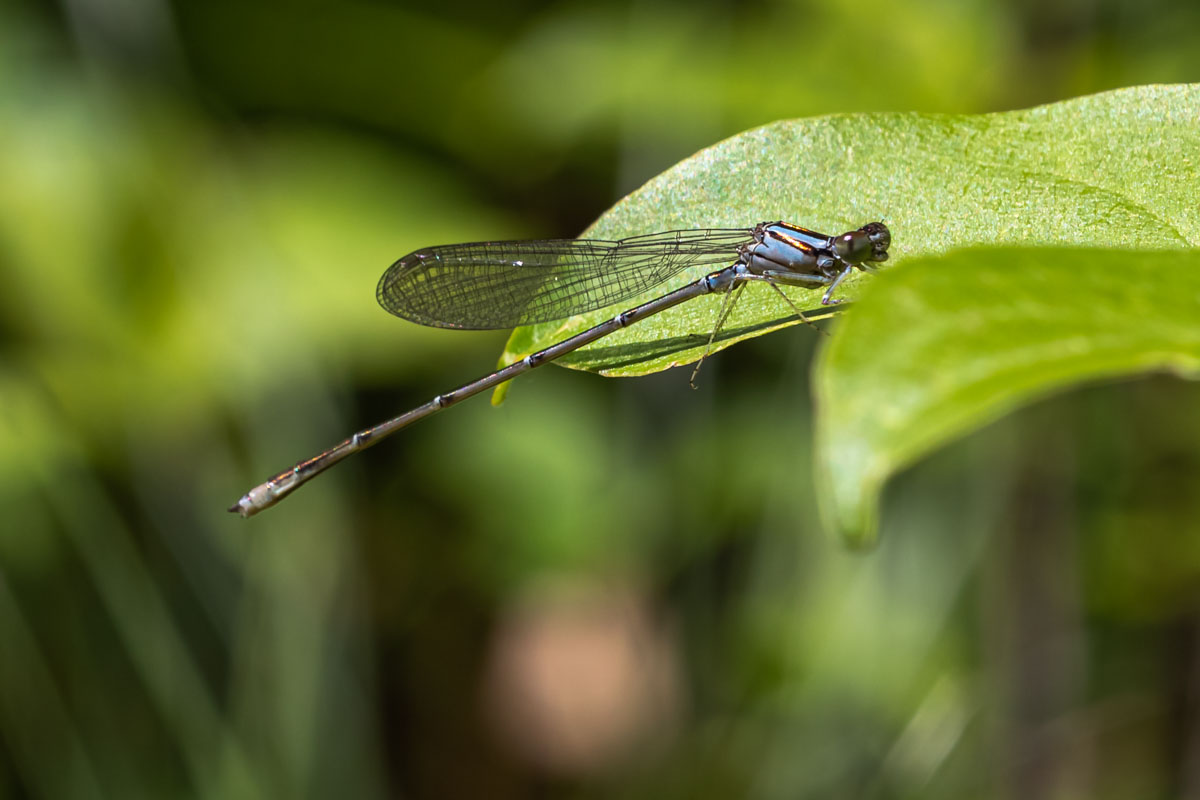 Familiar Bluet - Resting on a Leaf
