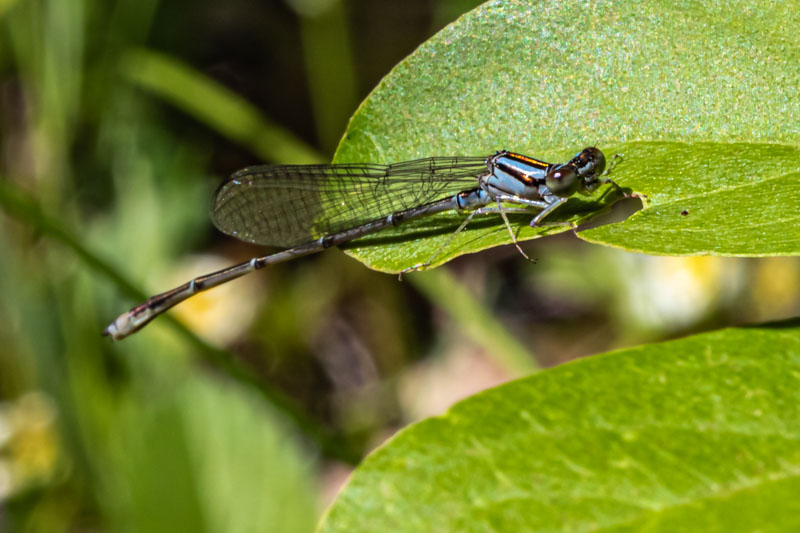 damselfly checklist