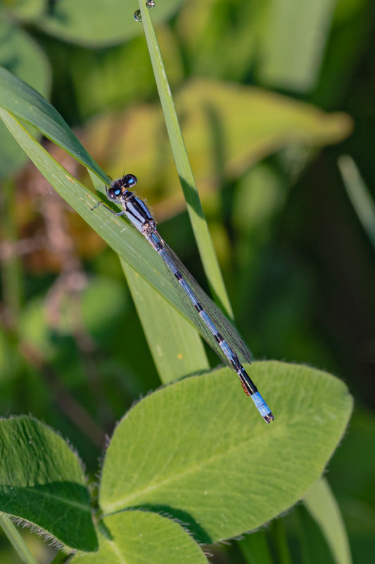 Familiar Bluet - Blue-form Female