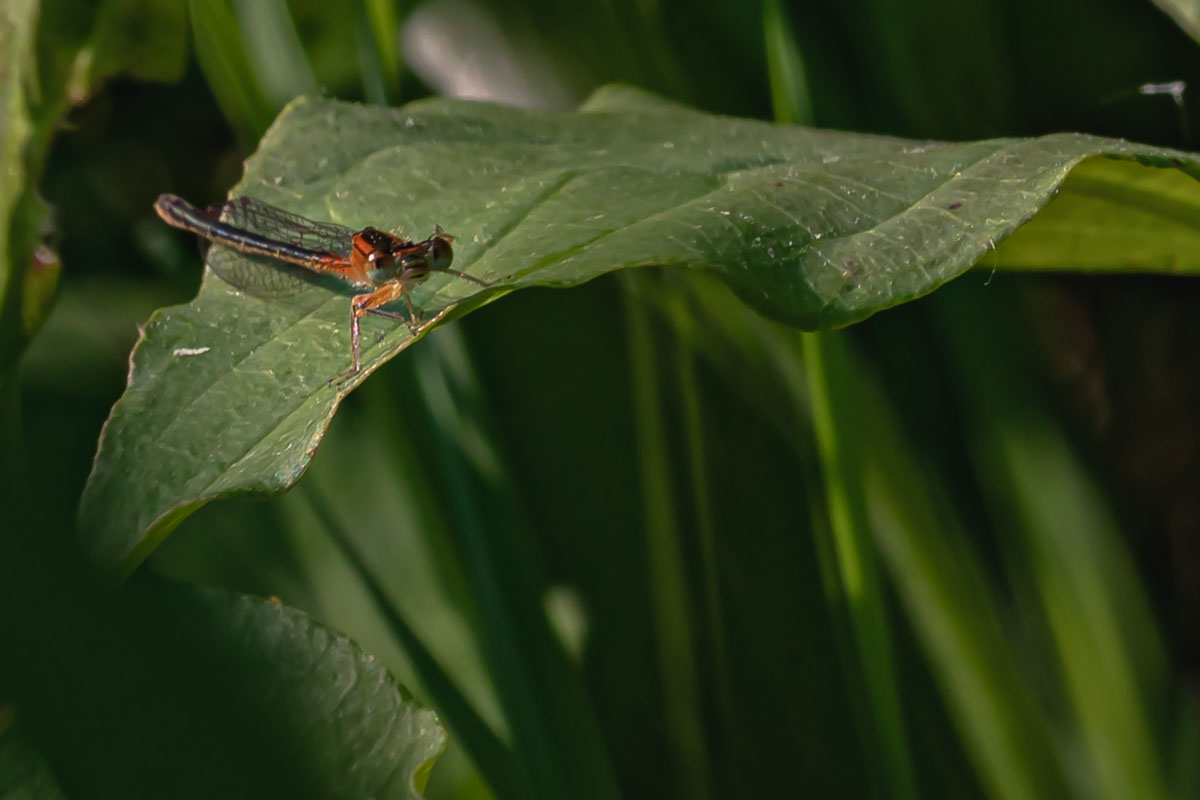 Familiar Bluet - Female with Warm Coloration