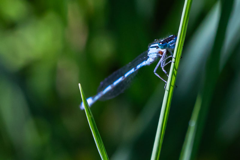 Close macro portrait of a female bluet clinging to a blade of grass