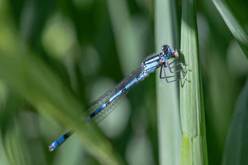 Female bluet feeding while partly obscured by a blade of grass