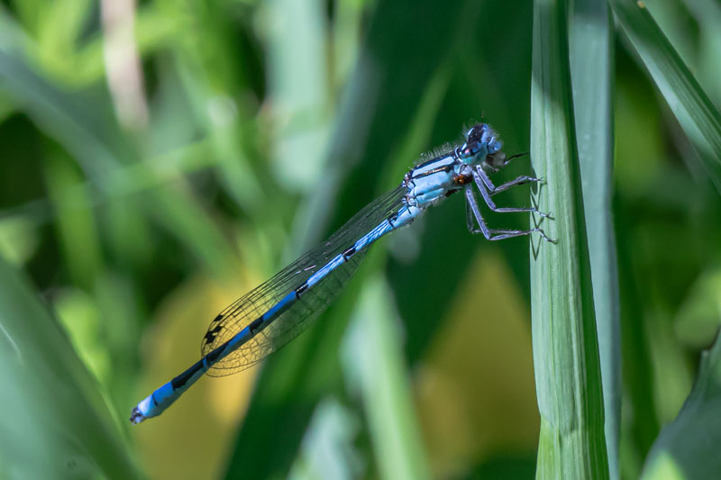Blue-form female bluet perched on vertical vegetation