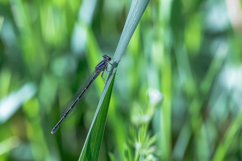 Dark-form female bluet perched on a tall green blade