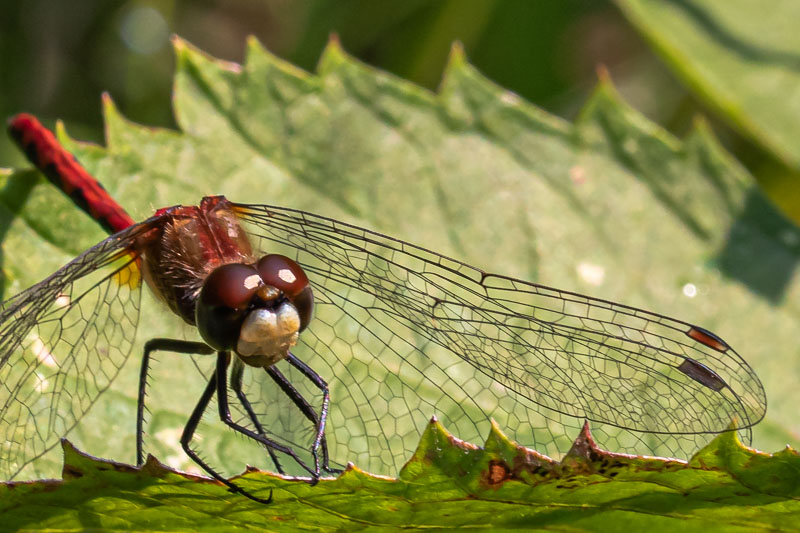 Close portrait of an Autumn Meadowhawk with wings spread along a green leaf edge