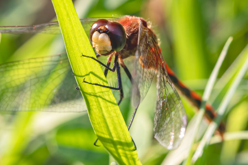 Autumn Meadowhawk clinging to a vertical blade of grass