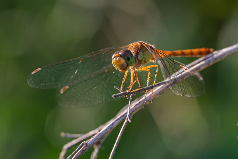 Autumn Meadowhawk perched on a dry diagonal stem