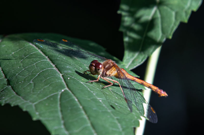 An Autumn Meadowhawk pauses on a broad green leaf, its warm amber body and reddish eyes caught between bright sun and deep understory shade