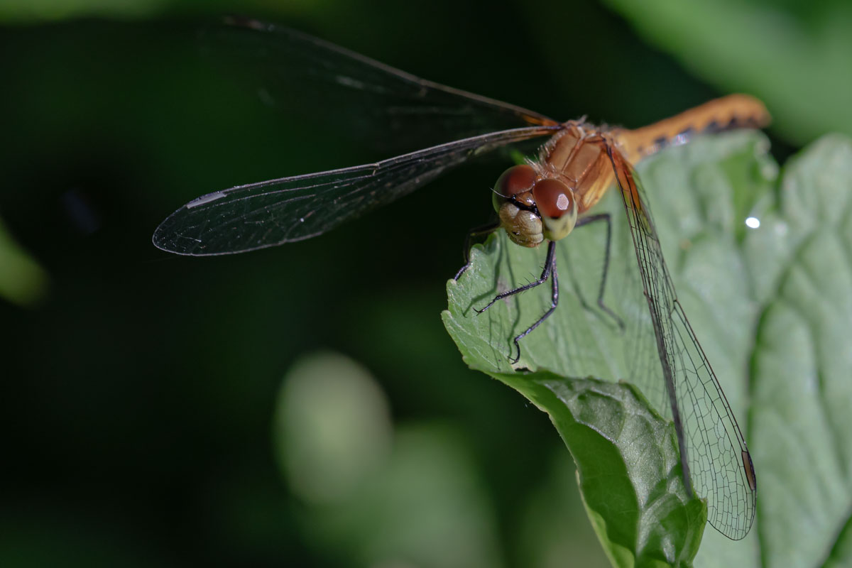 Meadowhawk in Shadowlight