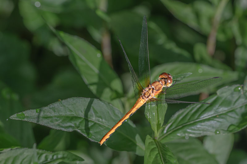 Viewed from above, an Autumn Meadowhawk shows its slender orange abdomen