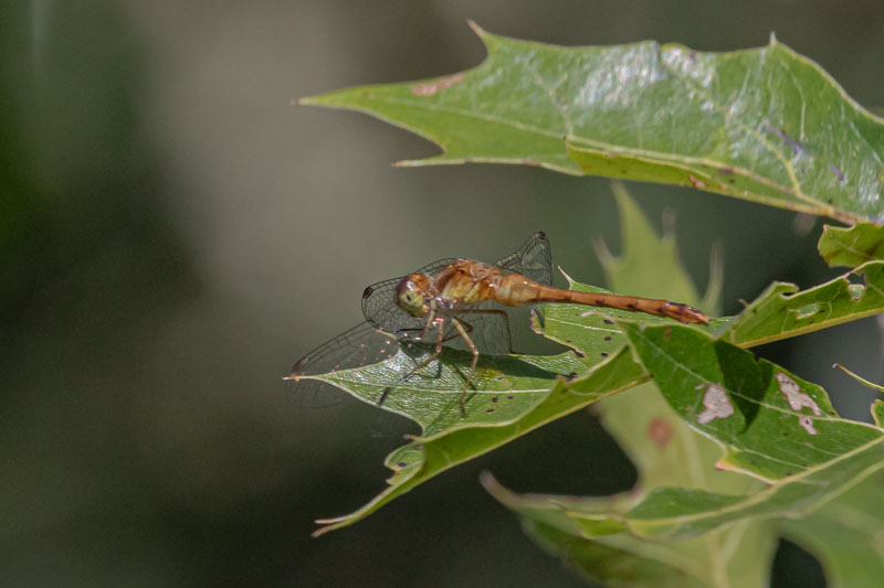 Under the Leaf Edge
