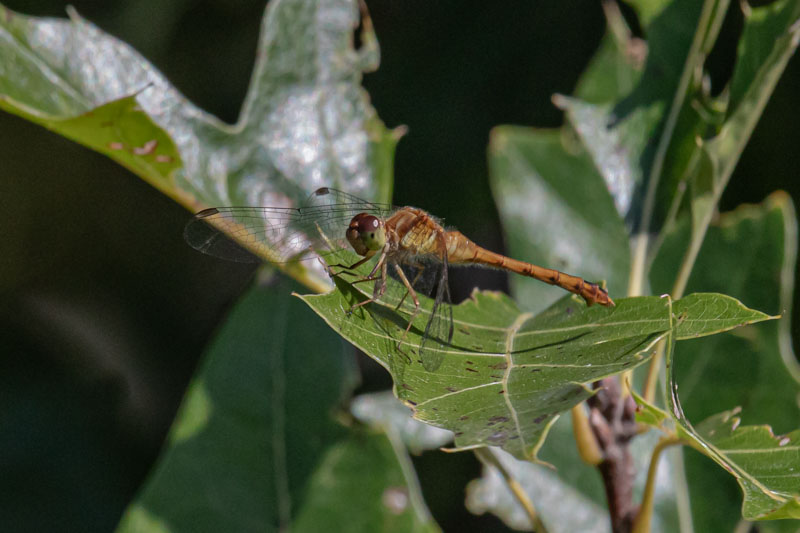 Side Profile in the Leaves