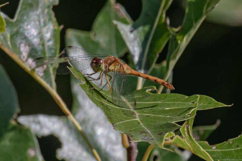 Oak-Leaf Perch
