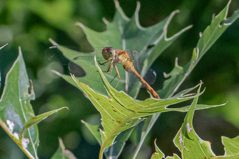 Among Jagged Leaves