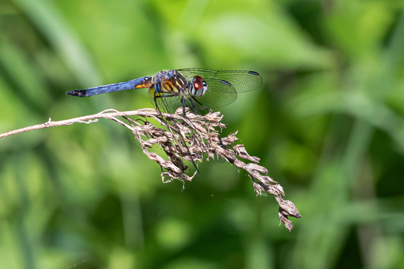 Male Blue Dasher perched on a weathered seedhead