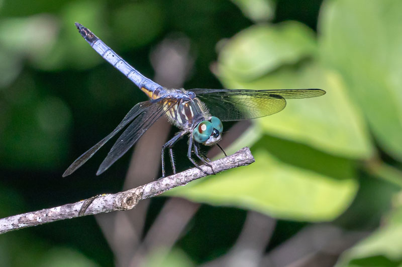 Male Blue Dasher with green eyes holding its wings open