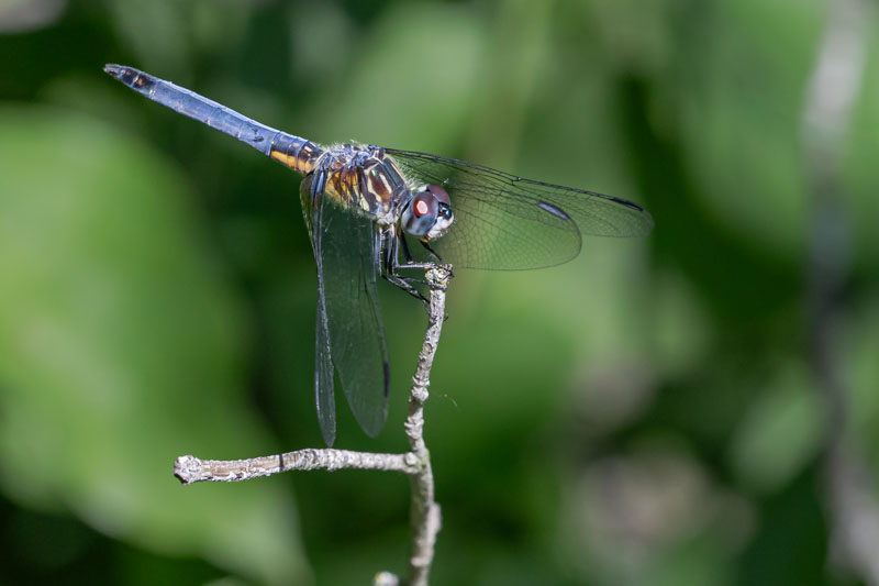 Male Blue Dasher in profile on a bare twig