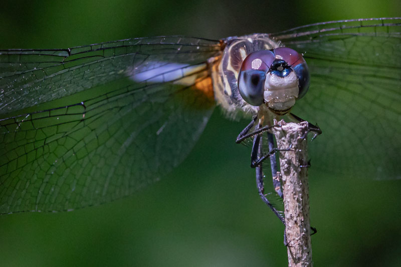 Close view of a male Blue Dasher face, eyes, legs, and wings