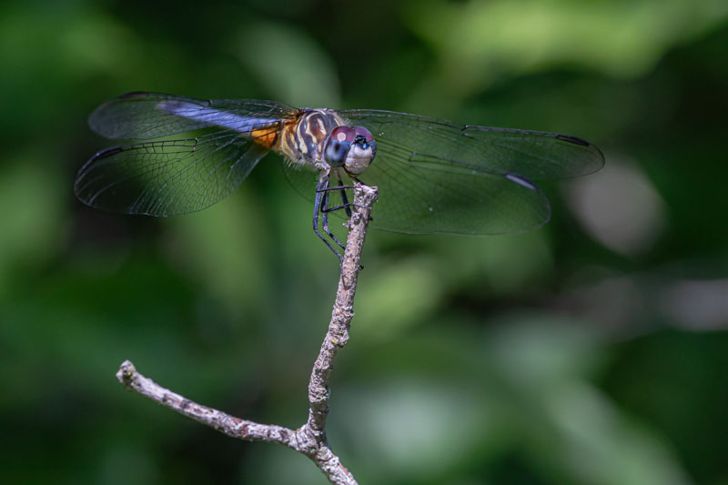 Male Blue Dasher with red eyes perched in prairie-edge shade