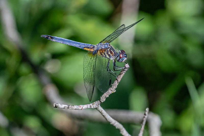 Male Blue Dasher perched on an arcing twig