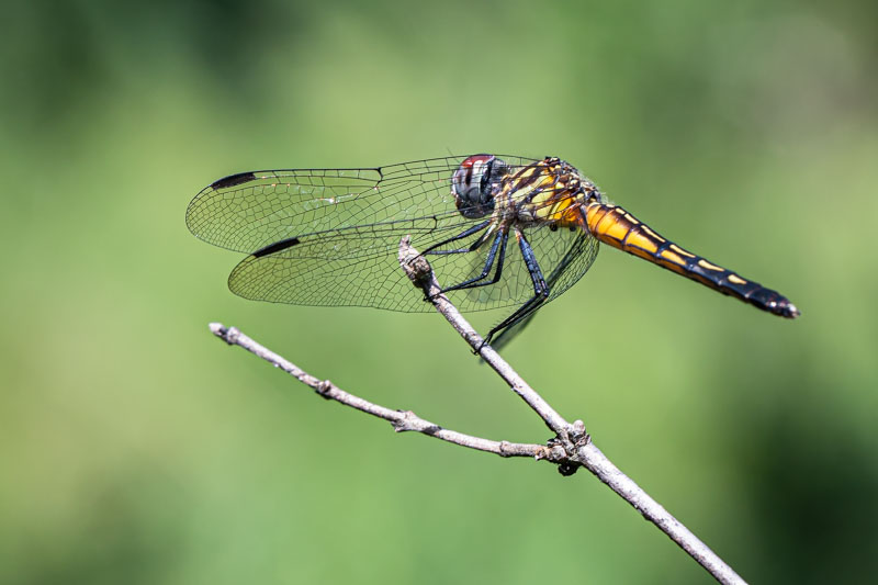 Immature Blue Dasher on a twig