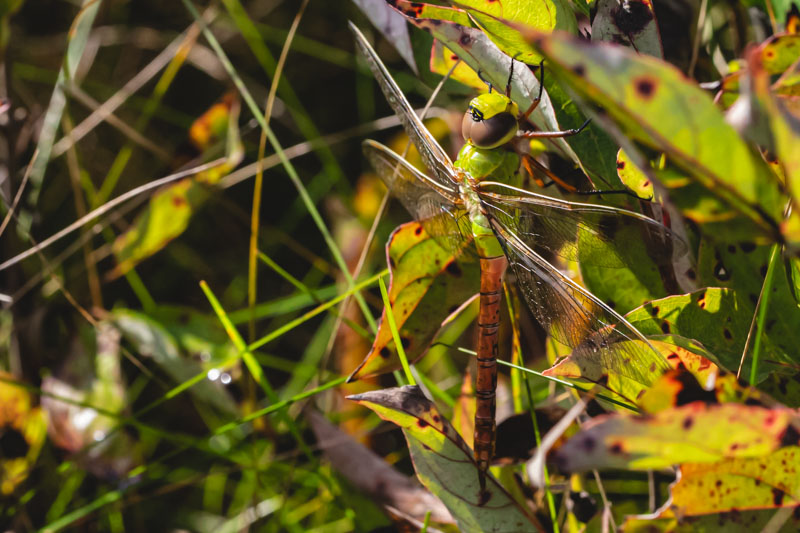 Common Green Darner