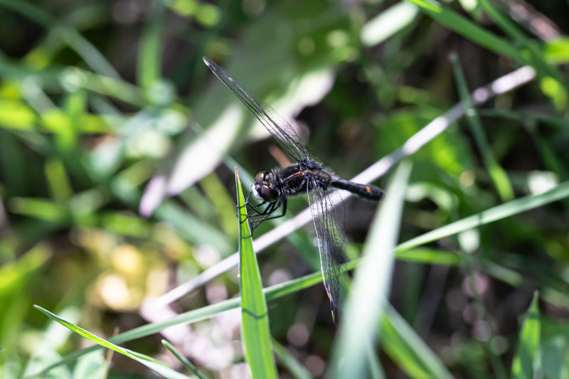 Dot-tailed Whiteface perched on a twig with metallic green body visible