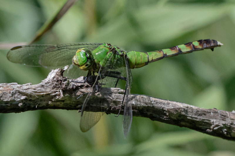 Eastern Pondhawk perched in profile on a weathered branch