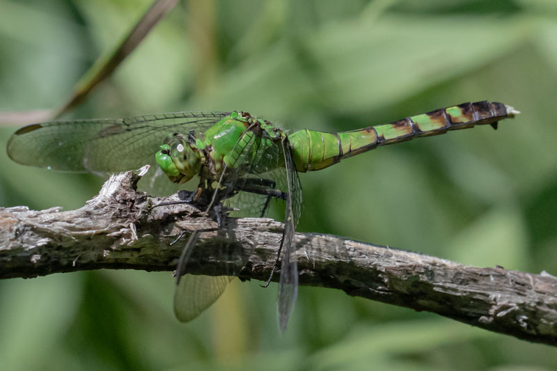 Eastern Pondhawk facing forward from a rough branch