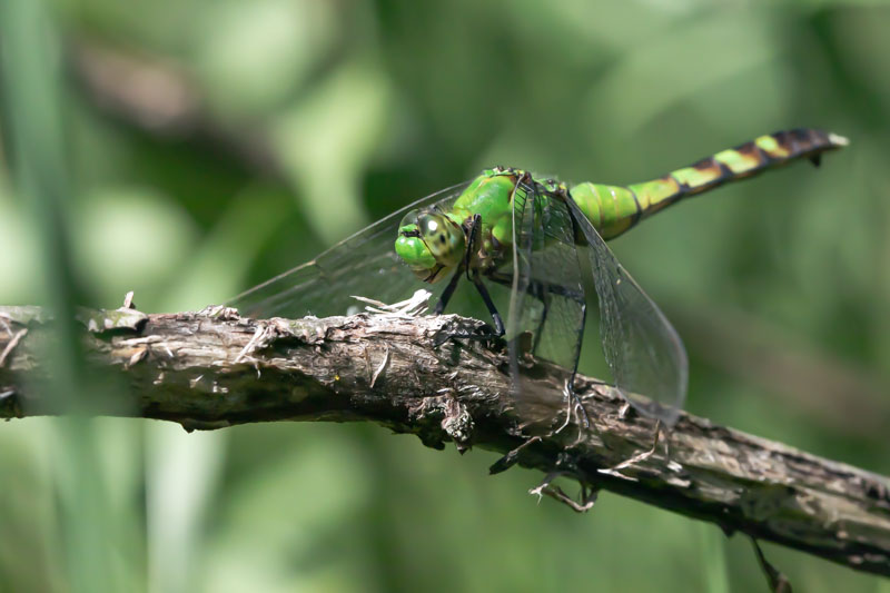 Eastern Pondhawk perched in profile on a weathered branch