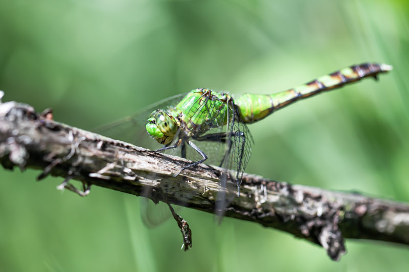 Eastern Pondhawk resting on a diagonal branch in bright green summer light