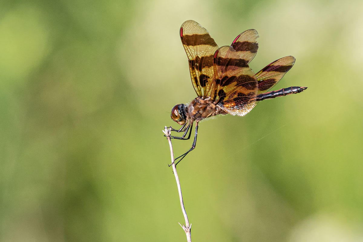 Halloween Pennant perched on a twig with orange and black wings visible